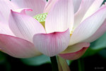 _DSC0102_adjusted