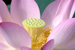 _DSC0103_adjusted