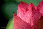 _DSC0109_adjusted
