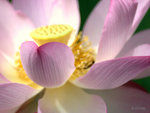 _DSC0113_adjusted