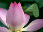 _DSC0114_adjusted