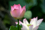 _DSC0115_adjusted
