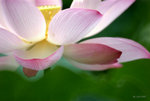 _DSC0116_adjusted
