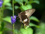 _DSC0008_adjusted
