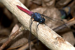 _DSC0054_adjusted