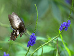 _DSC0063_adjusted