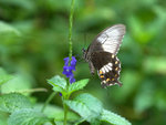 _DSC0073_adjusted