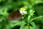 _DSC0095_adjusted