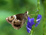 _DSC0106_adjusted