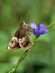 _DSC0133_adjusted