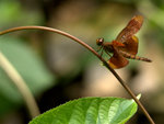 _DSC0211_adjusted