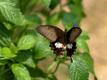 _DSC0272_adjusted