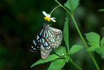 _DSC0374_adjusted