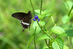 _DSC0433_adjusted