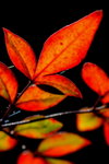 DSC_0555_adjusted
