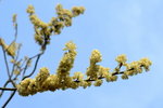 DSC_0569_adjusted