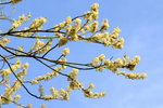 DSC_0575_adjusted