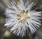 DSC_0584_adjusted