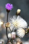 DSC_0585_adjusted