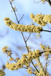 DSC_0599_adjusted
