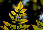 DSC_0603_adjusted