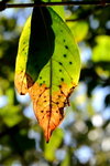 DSC_0609_adjusted