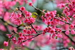DSC_0652_adjusted