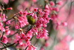 DSC_0656_adjusted