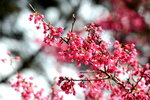 DSC_0664_adjusted
