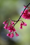 DSC_0704_adjusted