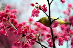 DSC_0753_adjusted