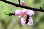 DSC_0796_adjusted