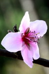 DSC_0800_adjusted
