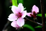DSC_0811_adjusted