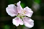 DSC_0818_adjusted
