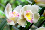 DSC_0840_adjusted