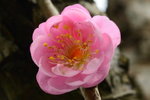 DSC_0879_adjusted