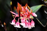 DSC_1529_adjusted