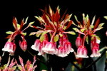 DSC_1535_adjusted