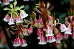 DSC_1545_adjusted