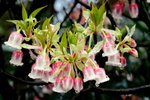DSC_1562_adjusted