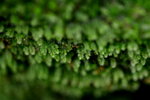 DSC_1599_adjusted