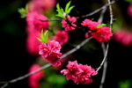 DSC_1772_adjusted