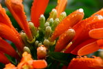 DSC_1801_adjusted