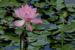 DSC_0030_adjusted