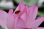 DSC_0051_adjusted