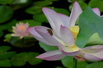 DSC_0109_adjusted
