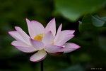 DSC_0117_adjusted