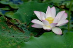 DSC_0126_adjusted