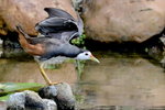 DSC_0196_adjusted